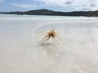 Stilleven op strand