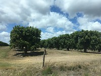 Mango 🥭 plantages