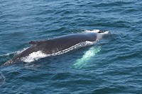 Walvis