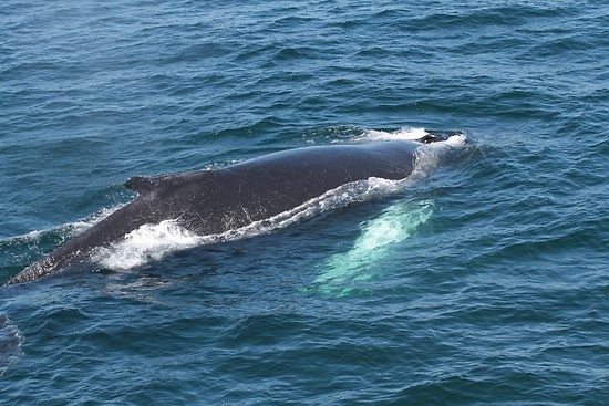 Walvis