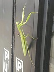 IMG-20170815-WA0006
