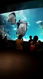 Flinke roggen in aquarium Gatlinburg