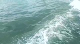 Dolfijn in Tampa