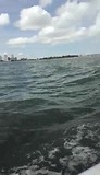 Dol fijn in Tampa