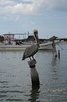 IMG_7526