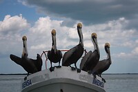 IMG_7528