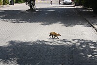 IMG_8009