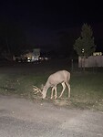IMG_1404