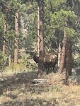 IMG_1446