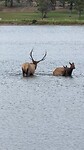 IMG_1468