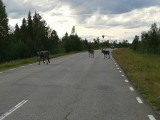 Rendieren op de weg