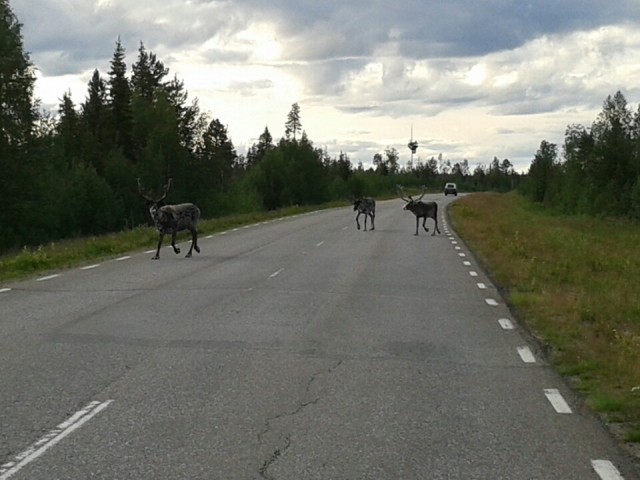 Rendieren op de weg