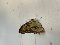 09C1E181-3ADD-4438-97EA-5221CC2BC956