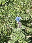 IMG_0389