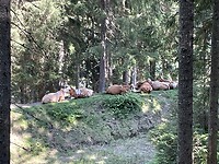 IMG_5536