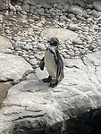 IMG_0224