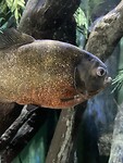 IMG_0218