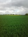 Een veld koolzaad in de verte ergens in Belgie