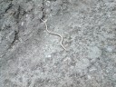 Een levende hazelworm, heeft nog hele kleine pootjes aan de onderkant