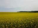 Veld met koolzaad