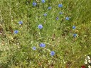 Een aantal korenbloemen in een veld