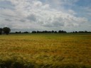 Mooi korenveld onderweg naar La Charite