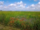 Weer mooi veldje met vele bloemen.