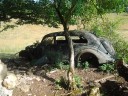Een mooie oldtimer die wacht om gerestaureerd te worden, in een wei met koeien!