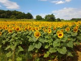 De eerste bloeiende zonnebloemen onderweg naar Sante Ferme