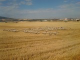 Een idylisch plaatje, een herder, schapen en twee drijfhondjes.
