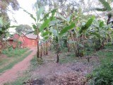 Green banana's