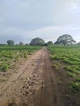 Gambia