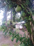 Sierra Leone