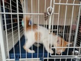 Puppies Bij De Honden En Kattenopvang Foto Rainbowsroad To Indonesia puppies-bij-de-honden-en-kattenopvang-foto-rainbowsroad-to-indonesia