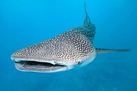 IMG_6897