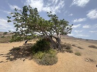 IMG_6570