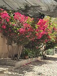 IMG_6577