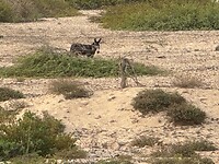 IMG_6745