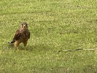 IMG_6726