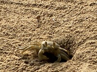 IMG_7518