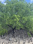 IMG_7751
