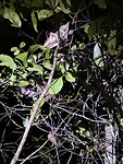 IMG_7801