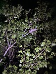 IMG_7800