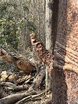 IMG_8668