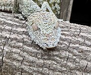 IMG_8443
