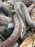 IMG_9296