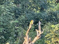 IMG_1375