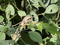 IMG_1567