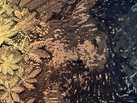 IMG_2457