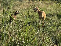 IMG_2963